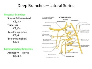 Deep Branches—Lateral Series
Muscular branches
Sternocleidomastoid
C2, 3, 4
Trapezius
C2, (3)
Levator scapulae
C3, 4
Scalenus medius
C3, 4
Communicating branches
Accessory Nerve
C2, 3, 4
 