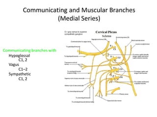 Communicating and Muscular Branches
(Medial Series)
Communicating branches with
Hypoglossal
C1, 2
Vagus
C1–2
Sympathetic
C1, 2
 