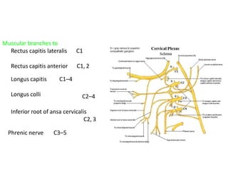 Muscular branches to
Rectus capitis lateralis C1
Rectus capitis anterior
Longus capitis C1–4
Longus colli
C1, 2
C2–4
Inferior root of ansa cervicalis
C2, 3
Phrenic nerve C3–5
 