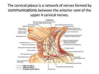 The cervical plexus is a network of nerves formed by
communications between the anterior rami of the
upper 4 cervical nerves.
 