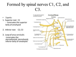 Formed by spinal nerves C1, C2, and
C3.
• 3 parts:
1. Superior root C1
- innervates the superior
belly of omohyoid
2. Inferior root C2, C3
3. Loop of ansa cervicalis
-innervates the
sternothyroid, sternohyoid,
inferior belly of omohyoid
 