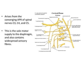 • Arises from the
converging APR of spinal
nerves C3, C4, and C5.
• This is the sole motor
supply to the diaphragm,
and also contains
widespread sensory
fibres.
 