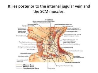 It lies posterior to the internal jugular vein and
the SCM muscles.
 
