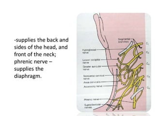 -supplies the back and
sides of the head, and
front of the neck;
phrenic nerve –
supplies the
diaphragm.
 