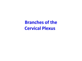 Branches of the
Cervical Plexus
 
