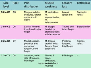 Disc
level
Root Pain
distribution
Muscle
weakness
Sensory
loss
Reflex loss
C4 to C5 C5 Margo medialis
scapulae, lateral
upper arm to
elbow
M. deltoideus,
m.
supraspinatus,
m.
infraspinatus
Lateral
upper arm
Supinator
reflex
C5 to C6 C6 Lateral forearm,
thumb and index
finger
M. biceps
brachii, m.
brachioradialis,
wrist extensors
Thumb and
index finger
Biceps reflex
C6 to C7 C7 Medial scapula,
posterior arm,
dorsum of
forearm, third
finger
M. triceps
brachii, wrist
flexors, finger
extensors
Posterior
forearm,
third finger
Triceps
reflex
C7 to T1 C8 Shoulder, ulnar
side of forearm,
fifth finger
Thumb fl
exors,
abductors,
intrinsic hand
muscles
Fifth finger –
DR Mohsen Abad
 