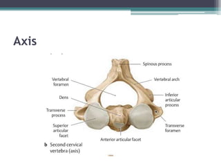 structure of Cervical region | PPTX