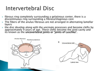  fibrous ring completely surrounding a gelatinous center, there is a
discontinuous ring surrounding a fibrocartilaginous core
 The fibers of the anulus fibrosus are not arranged in alternating lamellar
layers
 the disc develop along with the uncinate processes and become clefts by
approximately 9 years of age. These clefts become the joint cavity and
its known as the uncovertebral joints or “joints of Luschka”.
 