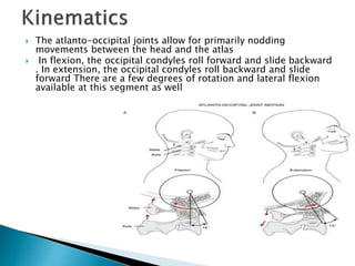  The atlanto-occipital joints allow for primarily nodding
movements between the head and the atlas
 In flexion, the occipital condyles roll forward and slide backward
. In extension, the occipital condyles roll backward and slide
forward There are a few degrees of rotation and lateral flexion
available at this segment as well
 