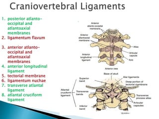 1. posterior atlanto-
occipital and
atlantoaxial
membranes
2. ligamentum flavum
3. anterior atlanto-
occipital and
atlantoaxial
membranes
4. anterior longitudinal
ligament
5. tectorial membrane
6. ligamentum nuchae
7. transverse atlantal
ligament
8. atlantal cruciform
ligament
 