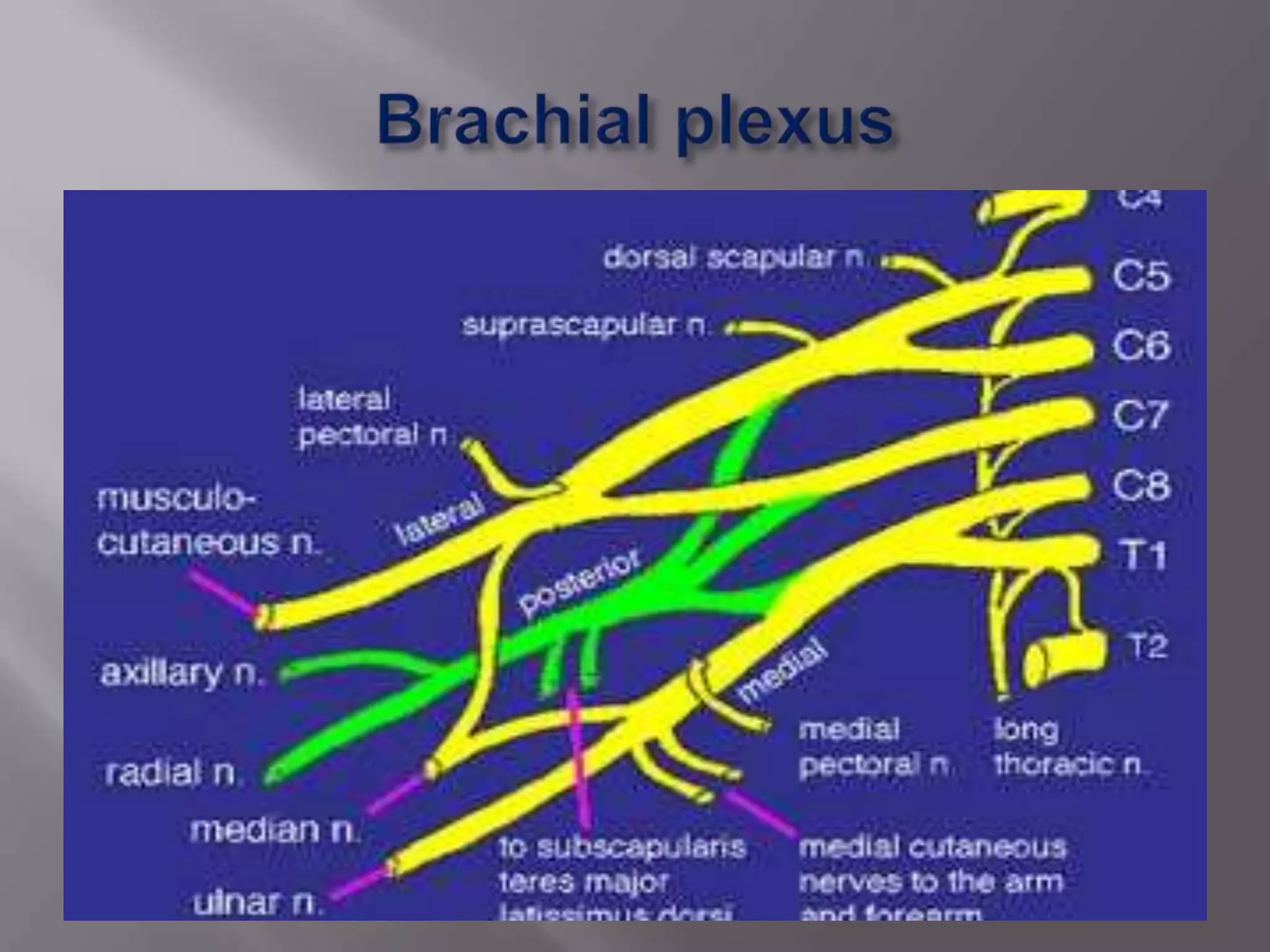 Cervical rib syndrome | PPTX