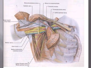 Cervical rib syndrome | PPTX