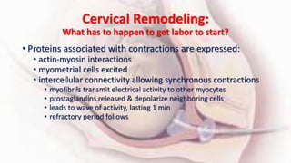 Cervical Remodeling:
What has to happen to get labor to start?
• Proteins associated with contractions are expressed:
• actin-myosin interactions
• myometrial cells excited
• intercellular connectivity allowing synchronous contractions
• myofibrils transmit electrical activity to other myocytes
• prostaglandins released & depolarize neighboring cells
• leads to wave of activity, lasting 1 min
• refractory period follows
 