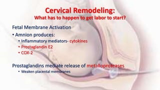 Cervical Remodeling:
What has to happen to get labor to start?
Fetal Membrane Activation
• Amnion produces:
• Inflammatory mediators- cytokines
• Prostaglandin E2
• COX-2
Prostaglandins mediate release of metalloproteases
• Weaken placental membranes
 