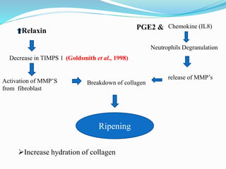 Mechanism of Cervical ripening | PPTX