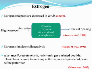Mechanism of Cervical ripening | PPTX
