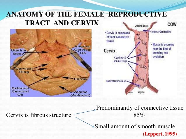 Mechanism of Cervical ripening Mechanism of Cervical ripening