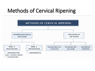 Cervical Ripe cervical ripening.pptx obstetrics and gynecologist | PPTX