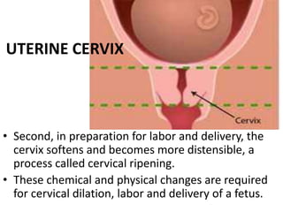 Cervical ripening and the bishop score | PPTX