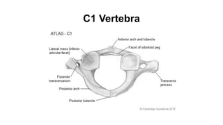 C1 Vertebra
 