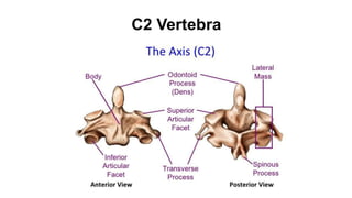 C2 Vertebra
 