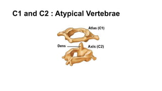 C1 and C2 : Atypical Vertebrae
 