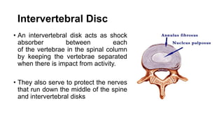 Intervertebral Disc
• An intervertebral disk acts as shock
absorber between each
of the vertebrae in the spinal column
by keeping the vertebrae separated
when there is impact from activity.
• They also serve to protect the nerves
that run down the middle of the spine
and intervertebral disks
 