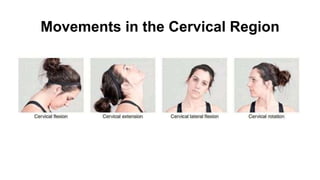 Movements in the Cervical Region
 