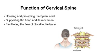 Function of Cervical Spine
• Housing and protecting the Spinal cord
• Supporting the head and its movement
• Facilitating the flow of blood to the brain
 