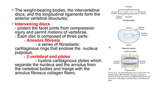 • The weight-bearing bodies, the intervertebral
discs, and the longitudinal ligaments form the
anterior vertebral structures.
• Intervening discs
- protect the facet joints from compression
injury and permit motions of vertebrae.
- Each disc is composed of three parts:
- Annulus fibrosis
- a series of fibroelastic
cartilaginous rings that enclose the nucleus
pulposus.
- 2 vertebral end plates
- hyaline cartilaginous plates which
separate the nucleus and the annulus from
the vertebral bodies and merge with the
annulus fibrosus collagen fibers.
 
