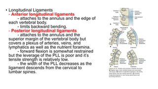 • Longitudinal Ligaments
- Anterior longitudinal ligaments
- attaches to the annulus and the edge of
each vertebral body.
- limits backward bending.
- Posterior longitudinal ligaments
- attaches to the annulus and the
superior margin of the vertebral body but
covers a plexus of arteries, veins, and
lymphatics as well as the nutrient foramina.
- forward flexion is somewhat restrained
but the leverage of the PLL is poor and it’s
tensile strength is relatively low.
- the width of the PLL decreases as the
ligament descends from the cervical to
lumbar spines.
 