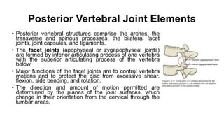 Posterior Vertebral Joint Elements
• Posterior vertebral structures comprise the arches, the
transverse and spinous processes, the bilateral facet
joints, joint capsules, and ligaments.
• The facet joints (apophyseal or zygapophyseal joints)
are formed by inferior articulating process of one vertebra
with the superior articulating process of the vertebra
below.
• Major functions of the facet joints are to control vertebra
motions and to protect the disc from excessive shear,
flexion, side bending, and rotation.
• The direction and amount of motion permitted are
determined by the planes of the joint surfaces, which
change in their orientation from the cervical through the
lumbar areas.
 