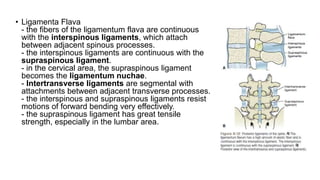 • Ligamenta Flava
- the fibers of the ligamentum flava are continuous
with the interspinous ligaments, which attach
between adjacent spinous processes.
- the interspinous ligaments are continuous with the
supraspinous ligament.
- in the cervical area, the supraspinous ligament
becomes the ligamentum nuchae.
- Intertransverse ligaments are segmental with
attachments between adjacent transverse processes.
- the interspinous and supraspinous ligaments resist
motions of forward bending very effectively.
- the supraspinous ligament has great tensile
strength, especially in the lumbar area.
 