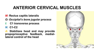 ANTERIOR CERVICAL MUSCLES
M: Rectus capitis lateralis
O: Occipital’s bone jugular process
I: C1 transverse process
N: C1-C2
A: Stabilizes head and may provide
propoprioceptive feedback, medial-
lateral control of the head
 