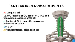 ANTERIOR CERVICAL MUSCLES
M: Longus Colli
O: Ant. Tubercle of C1, bodies of C1-C3 and
transverse processes of C3-C6
I: Bodies of C5 through T3, transverse
processes of C3-C5
N: C2-C6
A: Cervical flexion, stabilizes head
 