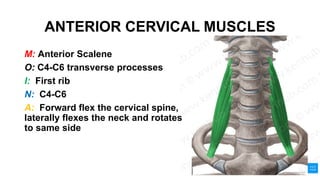 ANTERIOR CERVICAL MUSCLES
M: Anterior Scalene
O: C4-C6 transverse processes
I: First rib
N: C4-C6
A: Forward flex the cervical spine,
laterally flexes the neck and rotates
to same side
 