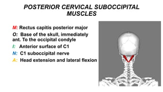 POSTERIOR CERVICAL SUBOCCIPITAL
MUSCLES
M: Rectus capitis posterior major
O: Base of the skull, immediately
ant. To the occipital condyle
I: Anterior surface of C1
N: C1 suboccipital nerve
A: Head extension and lateral flexion
 