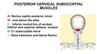 POSTERIOR CERVICAL SUBOCCIPITAL
MUSCLES
M: Rectus capitis posterior minor
O: Just above the atlas
I: Inferior nuchal line of occiput,
Inferior and superior oblique: occiput
N: C1 suboccipital nerve
A: Head extension and lateral flexion
 