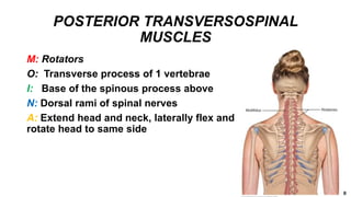 POSTERIOR TRANSVERSOSPINAL
MUSCLES
M: Rotators
O: Transverse process of 1 vertebrae
I: Base of the spinous process above
N: Dorsal rami of spinal nerves
A: Extend head and neck, laterally flex and
rotate head to same side
 