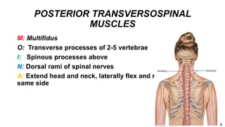 POSTERIOR TRANSVERSOSPINAL
MUSCLES
M: Multifidus
O: Transverse processes of 2-5 vertebrae
I: Spinous processes above
N: Dorsal rami of spinal nerves
A: Extend head and neck, laterally flex and rotate head to
same side
 