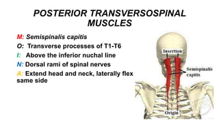 POSTERIOR TRANSVERSOSPINAL
MUSCLES
M: Semispinalis capitis
O: Transverse processes of T1-T6
I: Above the inferior nuchal line
N: Dorsal rami of spinal nerves
A: Extend head and neck, laterally flex and rotate head to
same side
 