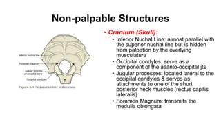 Non-palpable Structures
• Cranium (Skull):
• Inferior Nuchal Line: almost parallel with
the superior nuchal line but is hidden
from palpation by the overlying
musculature
• Occipital condyles: serve as a
component of the atlanto-occipital jts
• Jugular processes: located lateral to the
occipital condyles & serves as
attachments to one of the short
posterior neck muscles (rectus capitis
lateralis)
• Foramen Magnum: transmits the
medulla oblongata
 