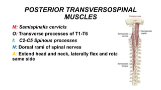 POSTERIOR TRANSVERSOSPINAL
MUSCLES
M: Semispinalis cervicis
O: Transverse processes of T1-T6
I: C2-C5 Spinous processes
N: Dorsal rami of spinal nerves
A: Extend head and neck, laterally flex and rotate head to
same side
 