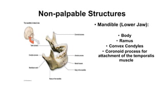 Non-palpable Structures
• Mandible (Lower Jaw):
• Body
• Ramus
• Convex Condyles
• Coronoid process for
attachment of the temporalis
muscle
 