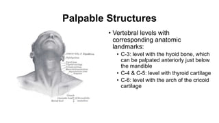 Palpable Structures
• Vertebral levels with
corresponding anatomic
landmarks:
• C-3: level with the hyoid bone, which
can be palpated anteriorly just below
the mandible
• C-4 & C-5: level with thyroid cartilage
• C-6: level with the arch of the cricoid
cartilage
 