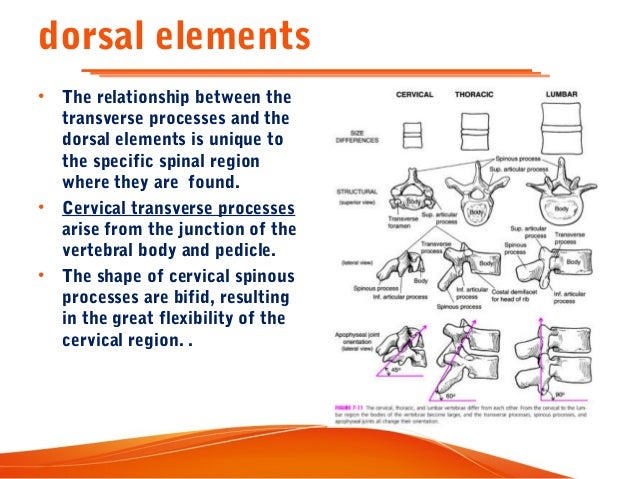 Cervical spine anatomy