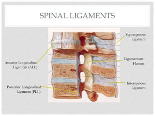 Cervical spine assessment for human 1.pdf