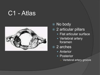 C1 - Atlas
No body
 2 articular pillars


 Flat articular surface
 Vertebral artery

foramen


2 arches
 Anterior
 Posterior
○ Vertebral artery groove

 