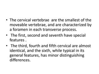 • The cervical vertebrae are the smallest of the
moveable vertebrae, and are characterized by
a foramen in each transverse process.
• The first, second and seventh have special
features .
• The third, fourth and fifth cervical are almost
identical, and the sixth, while typical in its
general features, has minor distinguishing
differences.
 