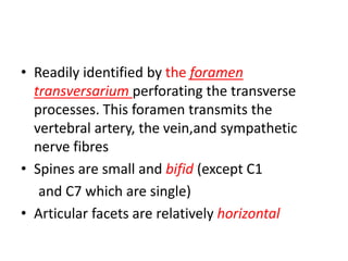 • Readily identified by the foramen
transversarium perforating the transverse
processes. This foramen transmits the
vertebral artery, the vein,and sympathetic
nerve fibres
• Spines are small and bifid (except C1
and C7 which are single)
• Articular facets are relatively horizontal
 